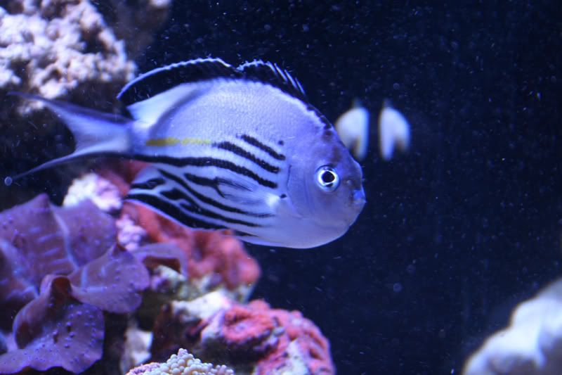 Reef Safe Angelfish