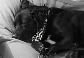 IMG_0082a1.jpg Sleepy Dog image by sassy_cali_angel_2003