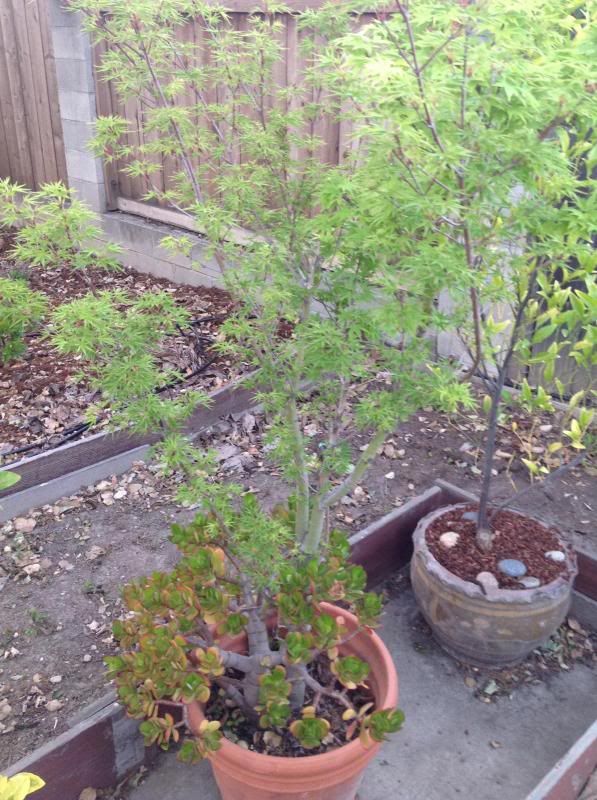 photo maple2_zps852e425e.jpg