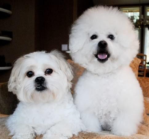 Buddy & Max