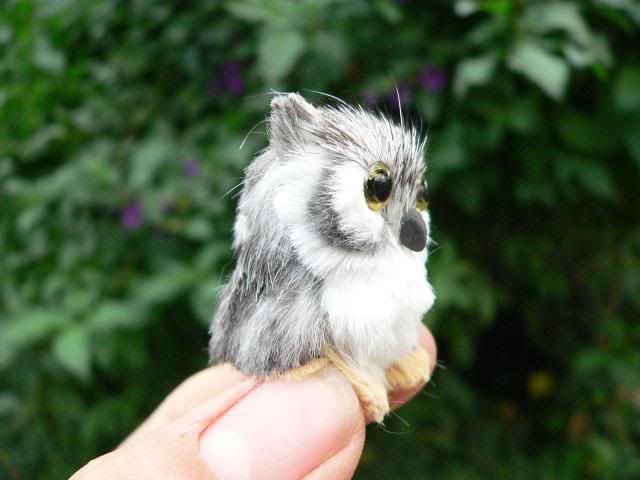 miniature owl