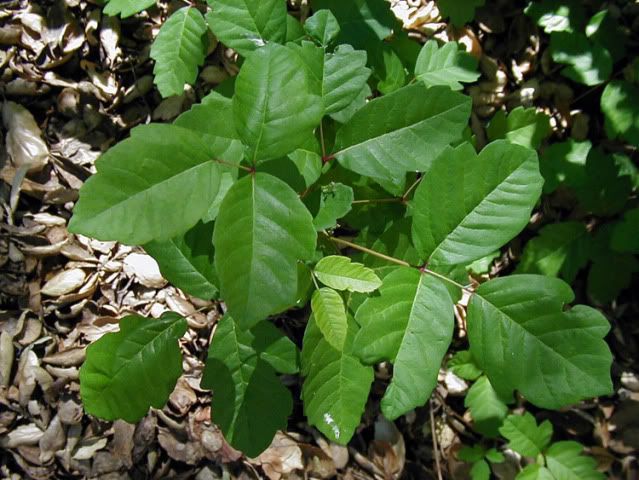 poison sumac vine. poison oak vine pictures.