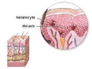 melaninmelanocyte1.jpg
