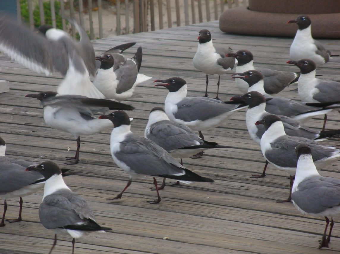 seagulls.jpg flying spawns of satan image brandnewapril