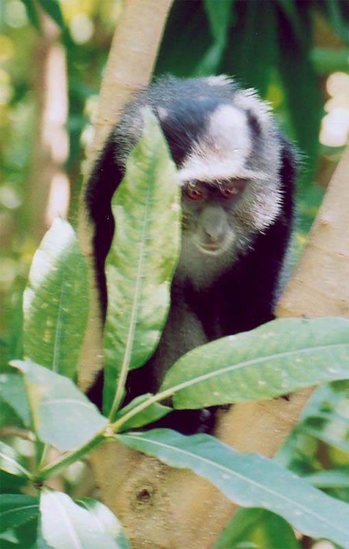 http://i22.photobucket.com/albums/b335/hardywang/Tanzania/Safari/Lake%20Manyara/07_blue_monkey.jpg
