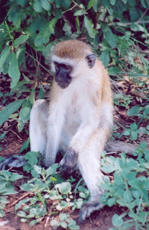http://i22.photobucket.com/albums/b335/hardywang/Tanzania/Safari/Lake%20Manyara/08_vervet_monkey.jpg
