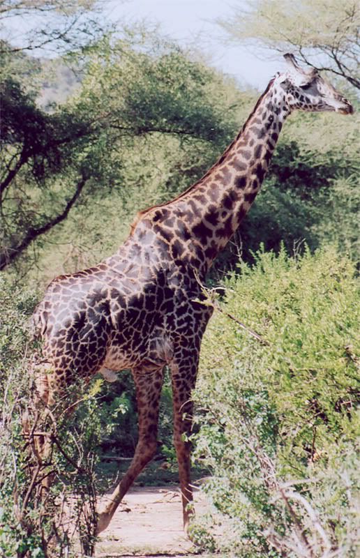http://i22.photobucket.com/albums/b335/hardywang/Tanzania/Safari/Lake%20Manyara/10_giraffe.jpg