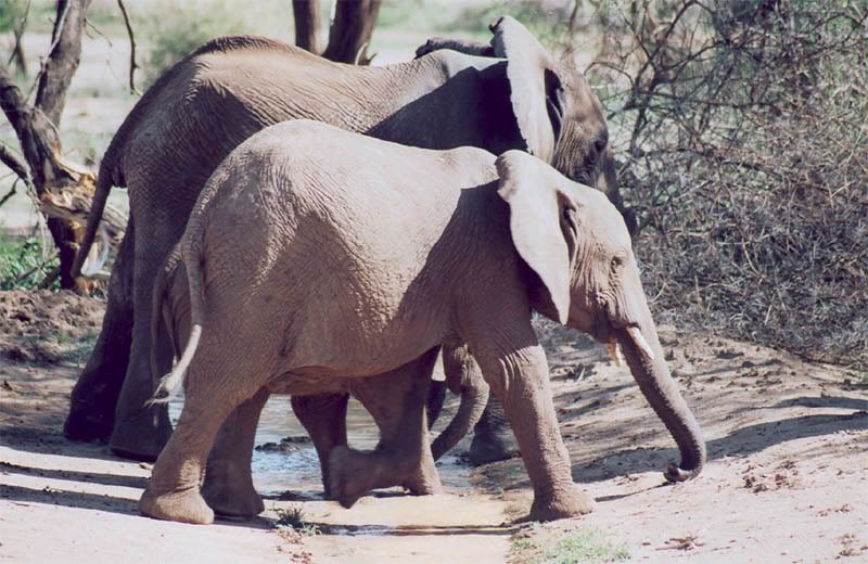 http://i22.photobucket.com/albums/b335/hardywang/Tanzania/Safari/Lake%20Manyara/11_elephant.jpg