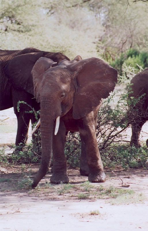 http://i22.photobucket.com/albums/b335/hardywang/Tanzania/Safari/Lake%20Manyara/12_elephant.jpg