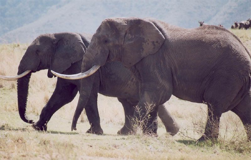 http://i22.photobucket.com/albums/b335/hardywang/Tanzania/Safari/Ngorogoro%20Crater/20_elephant.jpg