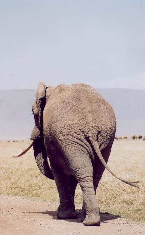 http://i22.photobucket.com/albums/b335/hardywang/Tanzania/Safari/Ngorogoro%20Crater/21_elephant.jpg