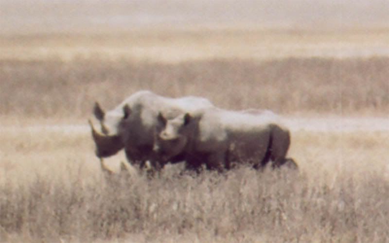 http://i22.photobucket.com/albums/b335/hardywang/Tanzania/Safari/Ngorogoro%20Crater/25_rhinoceros.jpg