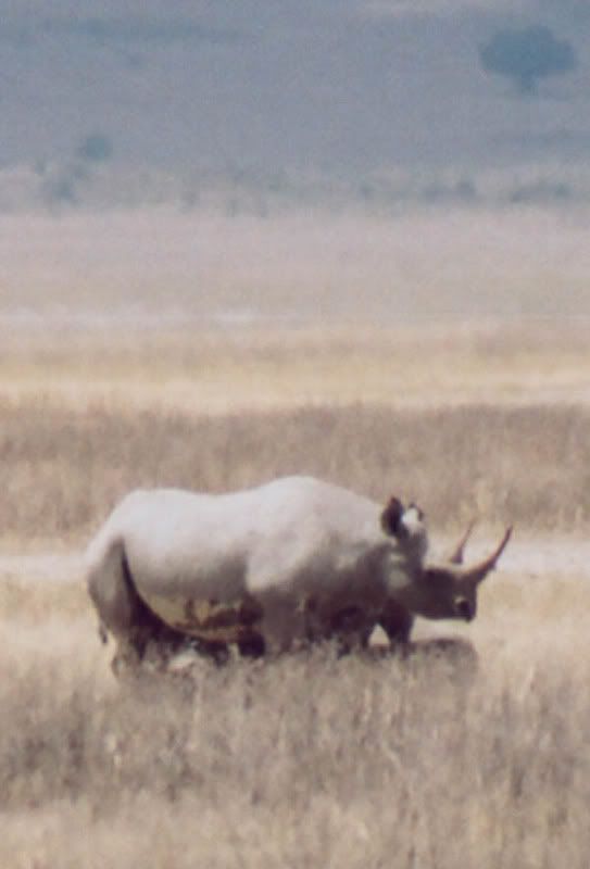 http://i22.photobucket.com/albums/b335/hardywang/Tanzania/Safari/Ngorogoro%20Crater/26_rhinoceros.jpg