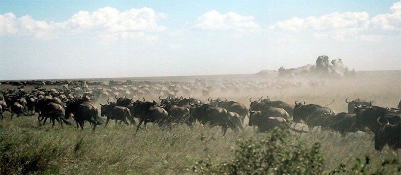 http://i22.photobucket.com/albums/b335/hardywang/Tanzania/Safari/Serengeti/01_blue_wildebeest.jpg