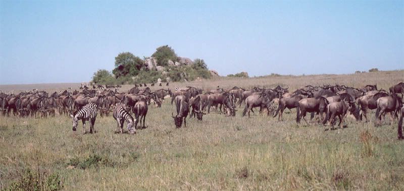 http://i22.photobucket.com/albums/b335/hardywang/Tanzania/Safari/Serengeti/02_blue_wildebeest.jpg