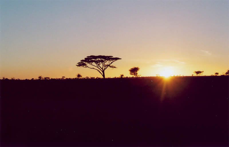 http://i22.photobucket.com/albums/b335/hardywang/Tanzania/Safari/Serengeti/06.jpg