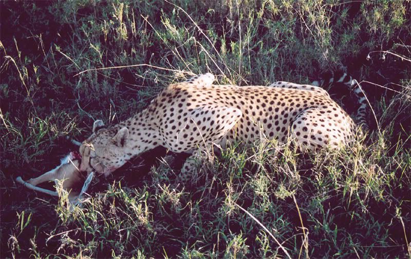 http://i22.photobucket.com/albums/b335/hardywang/Tanzania/Safari/Serengeti/11_cheetah.jpg