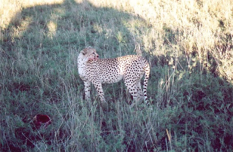 http://i22.photobucket.com/albums/b335/hardywang/Tanzania/Safari/Serengeti/12_cheetah.jpg