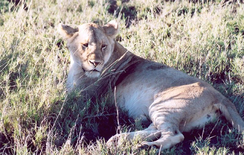 http://i22.photobucket.com/albums/b335/hardywang/Tanzania/Safari/Serengeti/14_lion.jpg