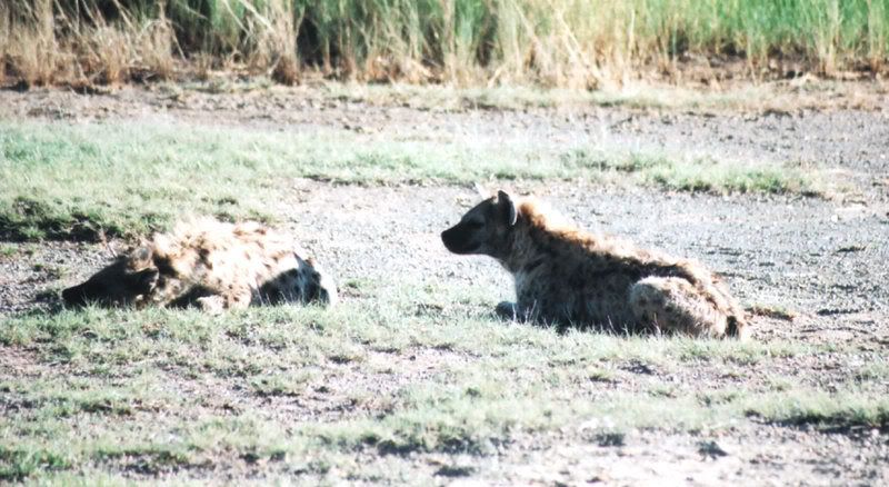 http://i22.photobucket.com/albums/b335/hardywang/Tanzania/Safari/Serengeti/16_spotted_hyena.jpg