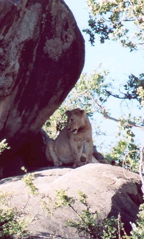 http://i22.photobucket.com/albums/b335/hardywang/Tanzania/Safari/Serengeti/18_lion.jpg