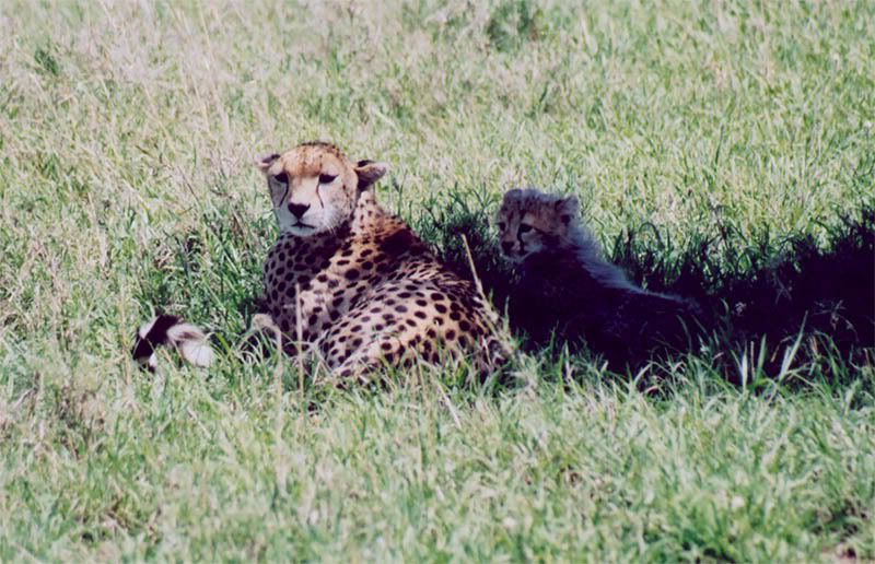 http://i22.photobucket.com/albums/b335/hardywang/Tanzania/Safari/Serengeti/24_cheetah.jpg
