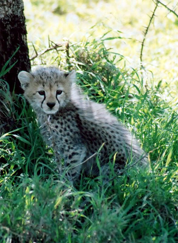 http://i22.photobucket.com/albums/b335/hardywang/Tanzania/Safari/Serengeti/25_cheetah.jpg