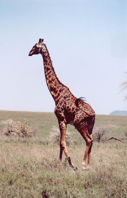 http://i22.photobucket.com/albums/b335/hardywang/Tanzania/Safari/Serengeti/28_giraffe.jpg