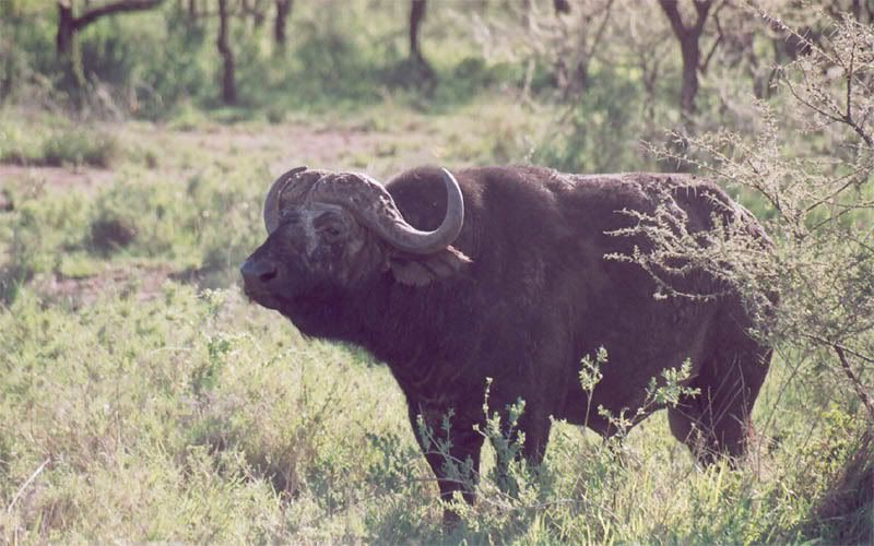 http://i22.photobucket.com/albums/b335/hardywang/Tanzania/Safari/Serengeti/30_african_buffalo.jpg