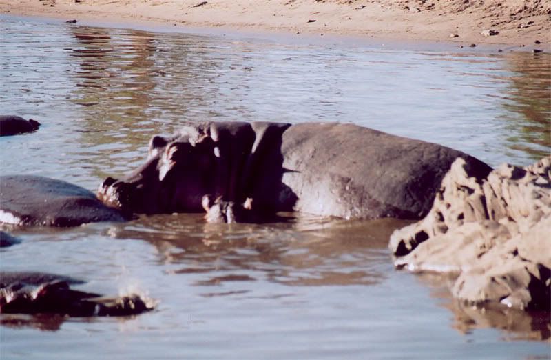 http://i22.photobucket.com/albums/b335/hardywang/Tanzania/Safari/Serengeti/32_hippopotamus.jpg