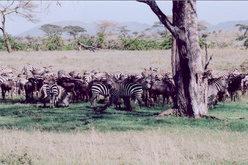 http://i22.photobucket.com/albums/b335/hardywang/Tanzania/Safari/Serengeti/35_zebra.jpg