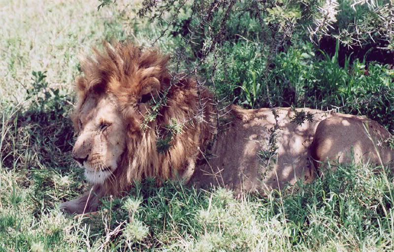 http://i22.photobucket.com/albums/b335/hardywang/Tanzania/Safari/Serengeti/36_lion.jpg