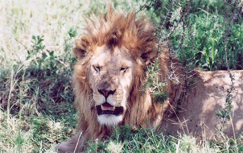 http://i22.photobucket.com/albums/b335/hardywang/Tanzania/Safari/Serengeti/37_lion.jpg