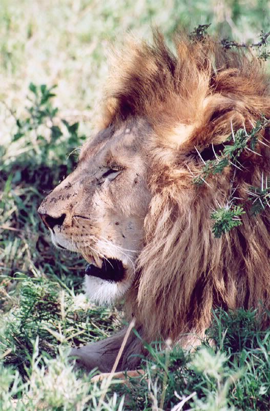 http://i22.photobucket.com/albums/b335/hardywang/Tanzania/Safari/Serengeti/38_lion.jpg