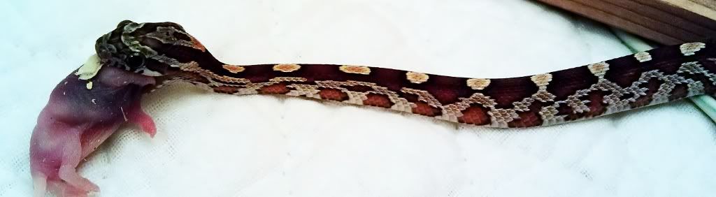 IMAG01981024x282.jpg