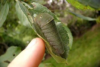 Watch out for the eyes. The eyes shoot lasers through leaves.