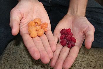 Two different berries from one bush - it's a freak of nature!