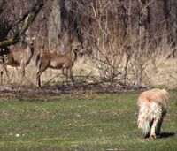 This fat dog didn't have a chance. Good thing his owners feed him. Maybe a little to much.