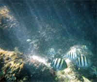 School of sargeant majors in Xel-ha. I bet they'd be tasty.