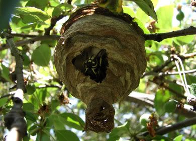 The queen wasp in her hive is far scarier than the hot borg queen.