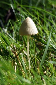 Stupid, ultra-boring white mushroom in my backyard, does not make me grow big.