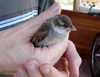 Holding a small injured bird is like holding a small injured beaked mouse.