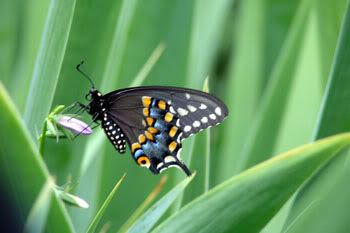 Black Swallowtail. Mmm, I bet he's a juicy one, too.