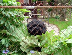 Fence Dog.