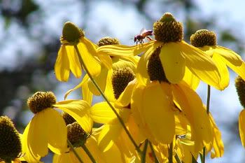 Honey bee crossing the rudbeckia flower bridge, in my backyard.