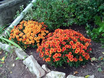 Radical orange flowers remind everyone it's autumn.