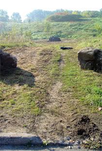 Conservation land instantly turned into Tree Cemetery.