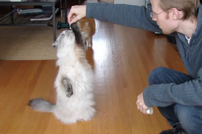 You can tell the ghost cat is male because he can stand upright with no hind legs.