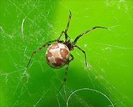 A deadly Brown Widow spider in a web of deadliness.