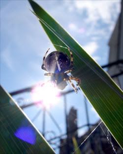 A plump, juicy, ripe Garden spider.